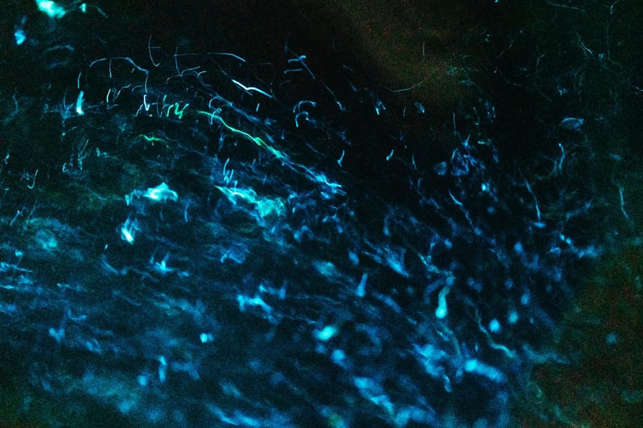 Bioluminescent plankton glowing